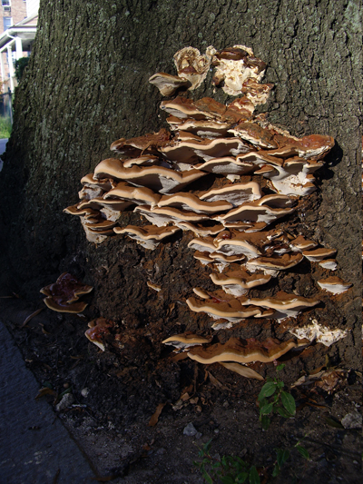 Flatbush Fungi