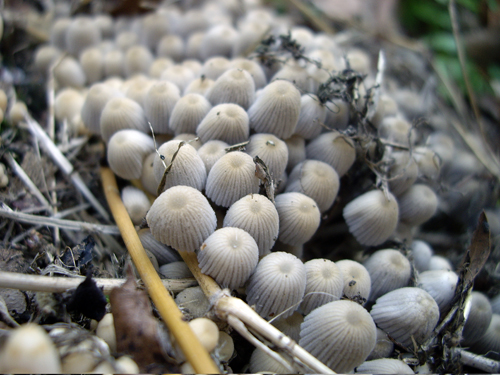 Flatbush Fungi