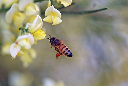 Flatbush Honeybees