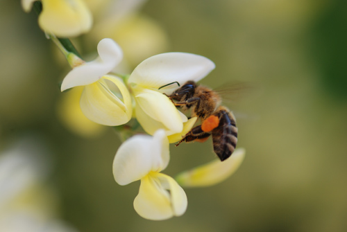 Flatbush Honeybees