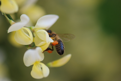 Flatbush Honeybees