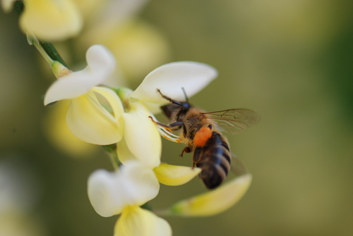 Flatbush Honeybees