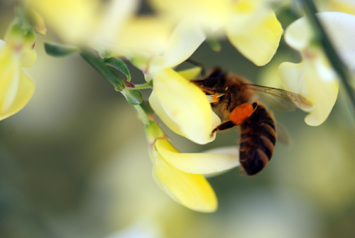 Flatbush Honeybees