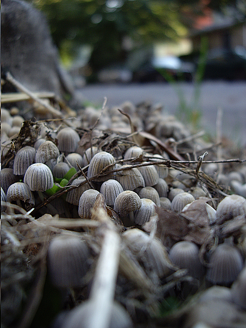 Flatbush Fungus