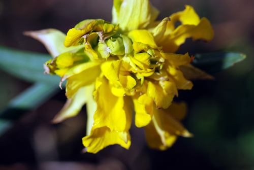 Mutant Flatbush Daffodil