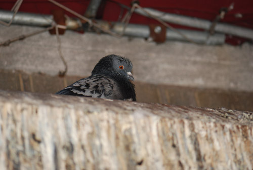 Flatbush Pigeon