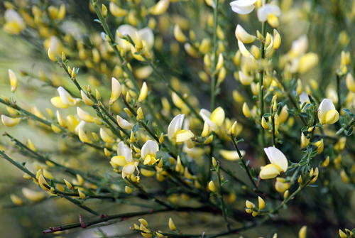 Flatbush Scotch Broom Bloom