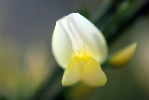 Flatbush Scotch Broom Bloom