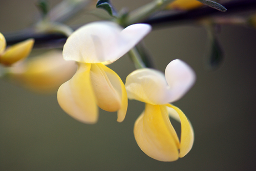 Flatbush Scotch Broom Bloom
