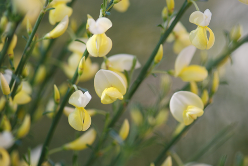 Flatbush Scotch Broom Bloom