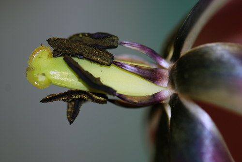 Flatbush Tulip