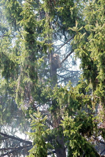 Glenwood House Fire