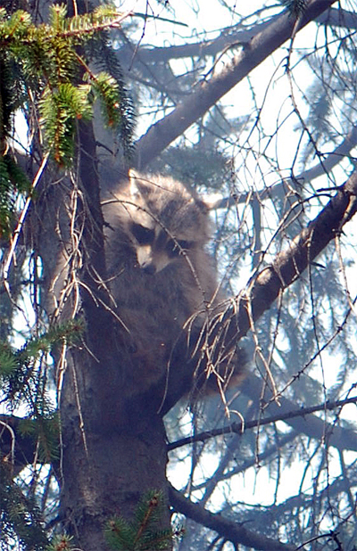 Glenwood Raccoon