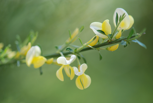 Scotch Broom