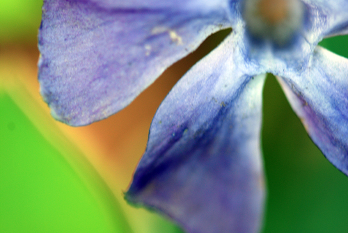 Vinca Bloom