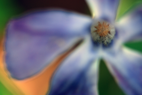 Vinca Bloom