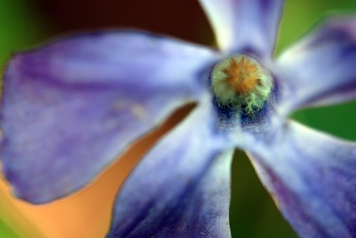 Vinca Bloom
