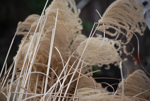 Phragmites