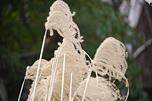 Phragmites
