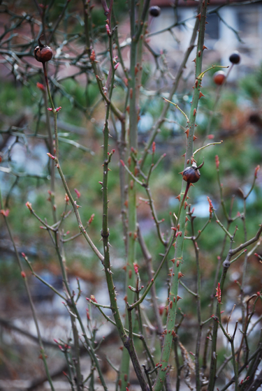 Rose Hips