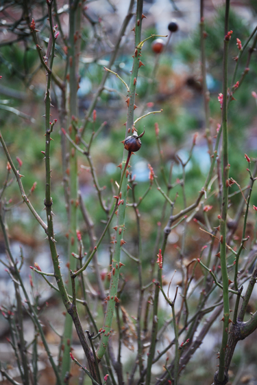 Rose Hips