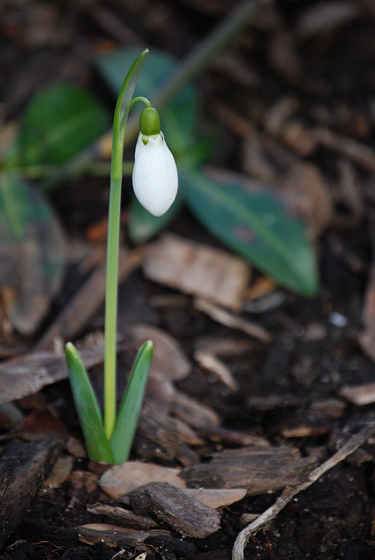 Snow Drops