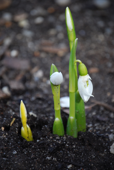 Snow Drops
