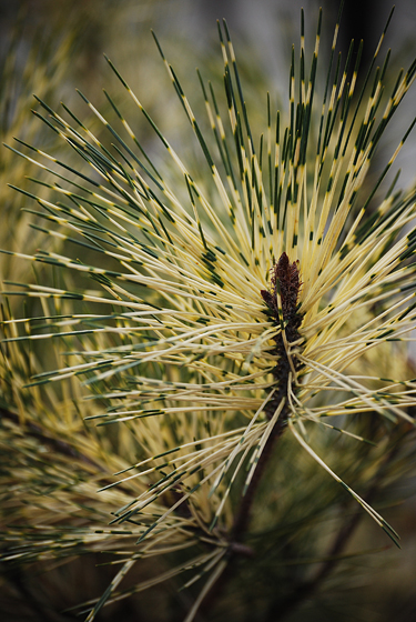 Variegated Pine