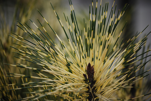 Variegated Pine