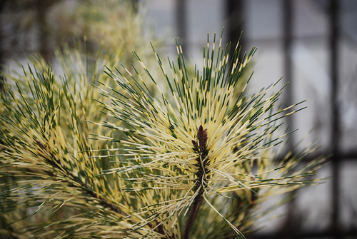 Variegated Pine