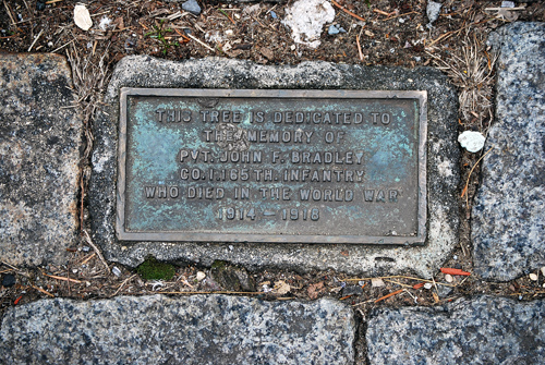 Windsor Terrace WWI Tree Dedications