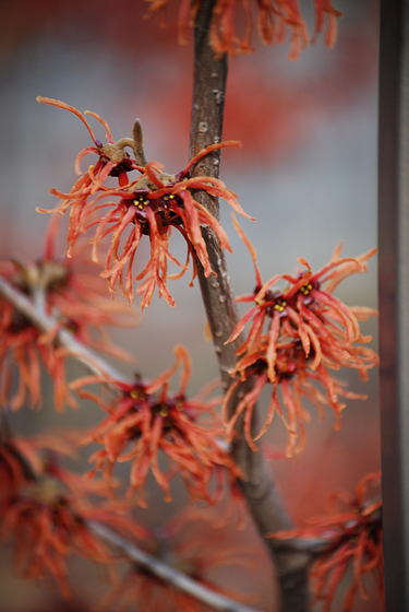 Bear Garden Witchhazel