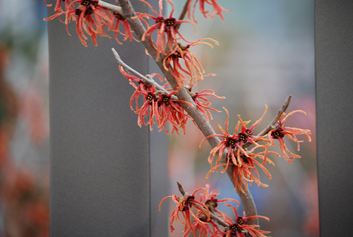 Witch Hazel