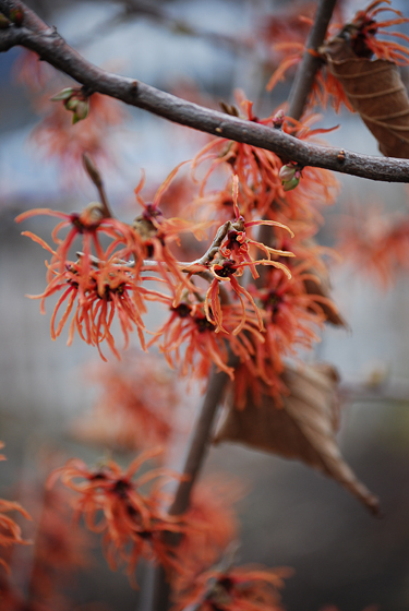 Witch Hazel