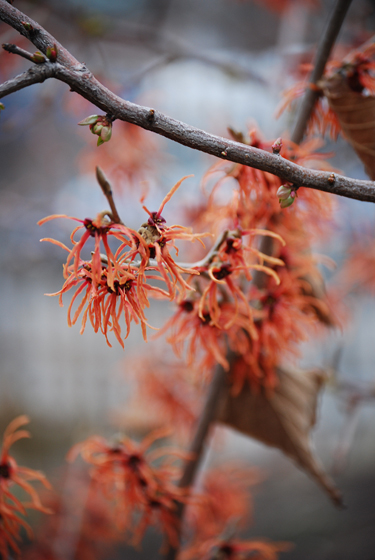 Witch Hazel