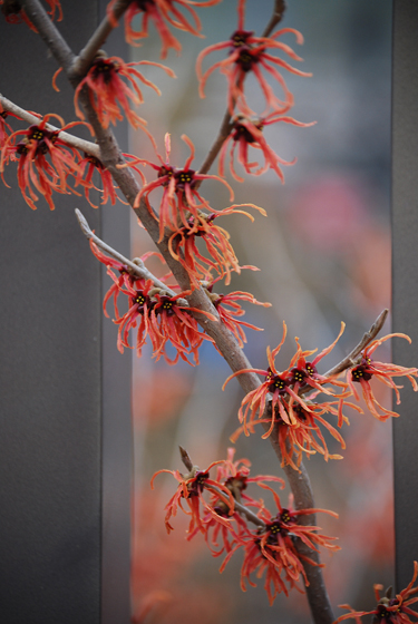 Witch Hazel