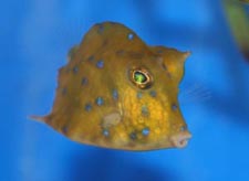 Cowfish