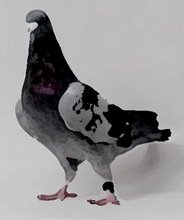 Pigeon Lady Fading Ad 