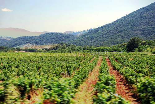 While driving 140 KMPH towards St. Tropez. Chateau Thouar - Vignoble Biologique - © Frank H. Jump