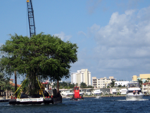 Following A Cypress Down the Intercoastal - Ft Lauderdale, FL