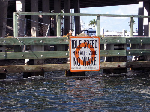 Orange & Black Candystriper Iguanas - Intercoastal Waterway Near Las Olas Blvd, Ft Lauderdale, FL