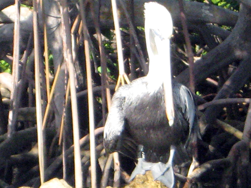 Fort Lauderdale's Pelicans