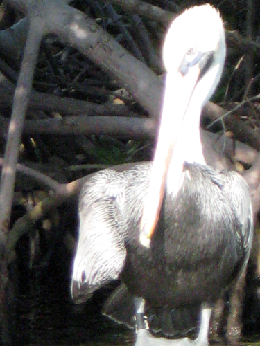 Fort Lauderdale's Pelicans