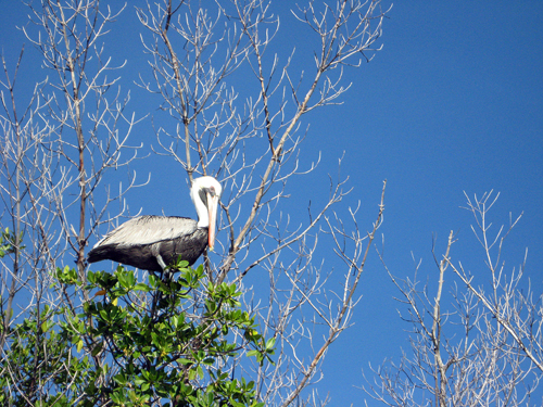 Fort Lauderdale's Pelicans