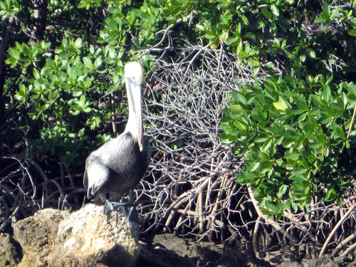 Fort Lauderdale's Pelicans