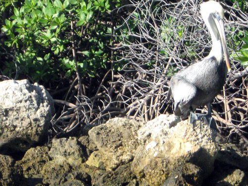 Fort Lauderdale's Pelicans