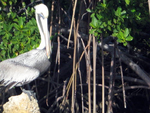 Fort Lauderdale's Pelicans