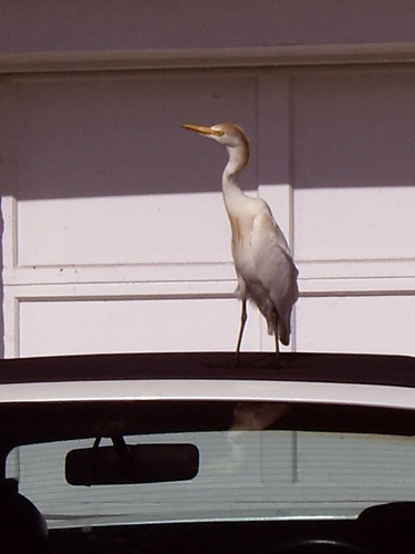 Lauderdale Egret