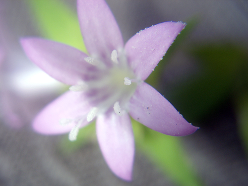 Florida Wildflower - Ft Lauderdale