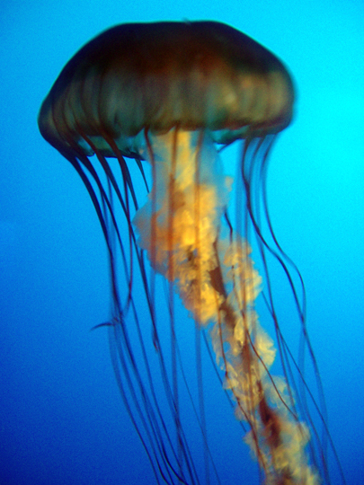 NY Aquarium